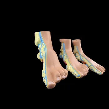 3 kom./compl. Model mišića dlan ljudske noge, normalna stopala, ravna stopala, бантиковая stop, kombinirani model анатомическая