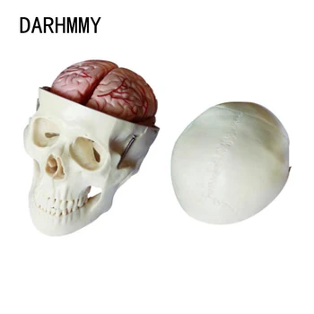 Model Lubanje ДАРМИ s 8 Dijelova Mozga
