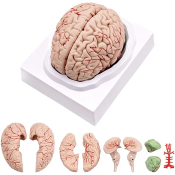 Анатомическая model ljudskog mozga u prirodnoj veličini sa postoljem za zaslon, za učionici prirodnih znanosti i nastave B