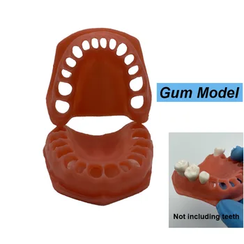Model zuba Model desni Dentisit Učenje studenata sa simuliranim gornjih / donjih desni